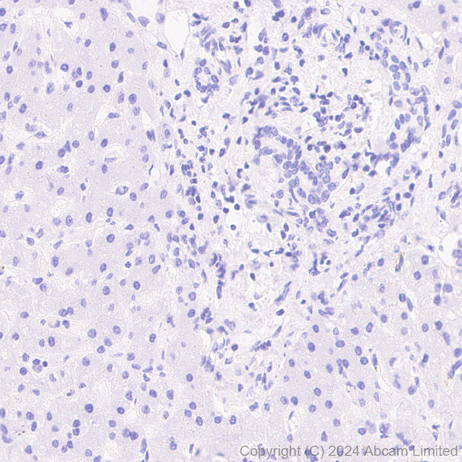 Immunohistochemistry (Formalin/PFA-fixed paraffin-embedded sections) - Anti-Carbonic Anhydrase 4/CA4 antibody [EPR29192-88] (AB323257), expandable thumbnail