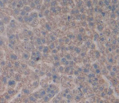 Immunohistochemistry (Formalin/PFA-fixed paraffin-embedded sections) - Anti-Carbonic Anhydrase 5A/CA5A antibody (AB231676)