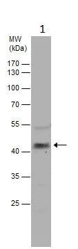 Western blot - Anti-Carbonic Anhydrase 5B/CA5B antibody (AB229006)