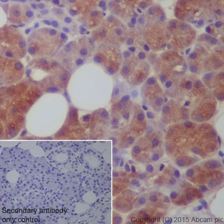 Immunohistochemistry (Formalin/PFA-fixed paraffin-embedded sections) - Anti-Carbonic Anhydrase 6/CA6 antibody [EPR13954(2)] (AB210406)