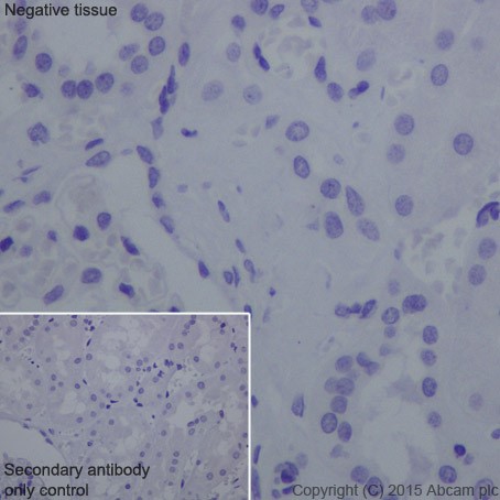 Immunohistochemistry (Formalin/PFA-fixed paraffin-embedded sections) - Anti-Carbonic Anhydrase 6/CA6 antibody [EPR13954(2)] - BSA and Azide free (AB251516), expandable thumbnail