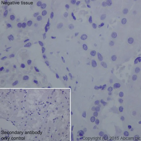 Immunohistochemistry (Formalin/PFA-fixed paraffin-embedded sections) - Anti-Carbonic Anhydrase 6/CA6 antibody [EPR13954(2)] - BSA and Azide free (AB251516)