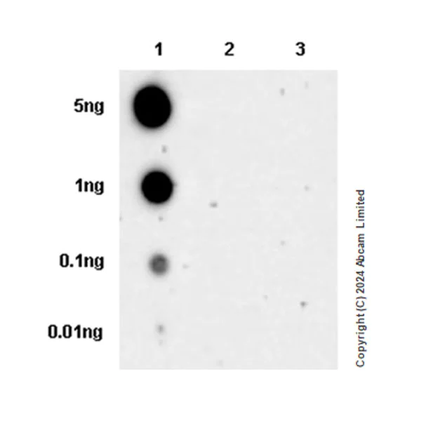 Dot Blot - Anti-Carbonic Anhydrase 8/CA8 antibody [EPR29175-67] - BSA and Azide free (AB319157)