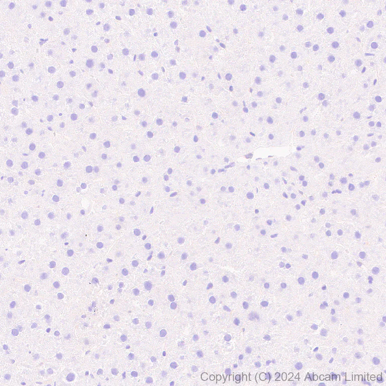 Immunohistochemistry (Formalin/PFA-fixed paraffin-embedded sections) - Anti-Carbonic Anhydrase 8/CA8 antibody [EPR29175-67] - BSA and Azide free (AB319157)