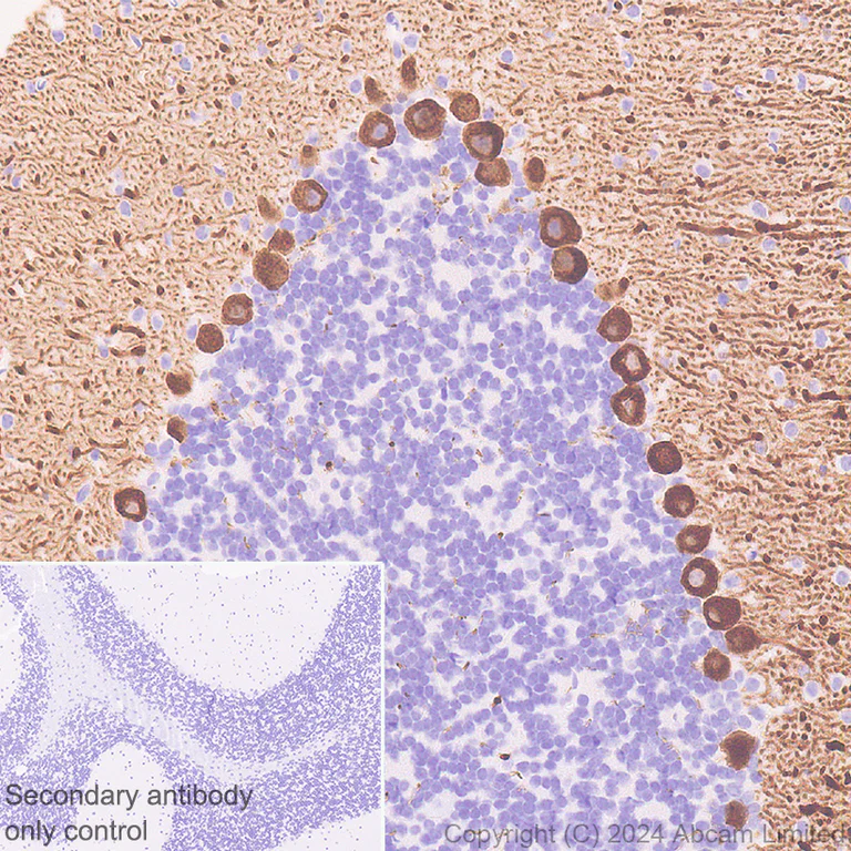 Immunohistochemistry (Formalin/PFA-fixed paraffin-embedded sections) - Anti-Carbonic Anhydrase 8/CA8 antibody [EPR29175-67] - BSA and Azide free (AB319157)