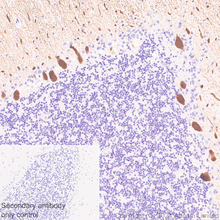 Immunohistochemistry (Formalin/PFA-fixed paraffin-embedded sections) - Anti-Carbonic Anhydrase 8/CA8 antibody [EPR29175-67] - BSA and Azide free (AB319157)