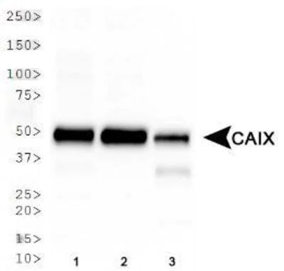 Western blot - Anti-Carbonic Anhydrase 9/CA9 antibody (AB15086)
