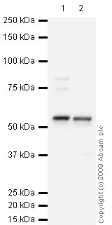 Western blot - Anti-Carbonic Anhydrase 9/CA9 antibody (AB15086)
