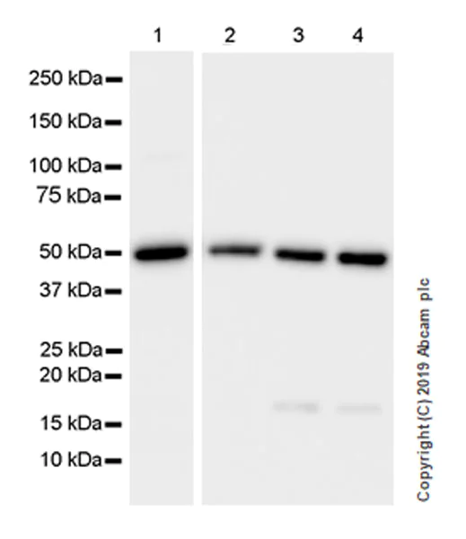Western blot - Anti-Carbonic Anhydrase 9/CA9 antibody [EPR23055-5] (AB243660)