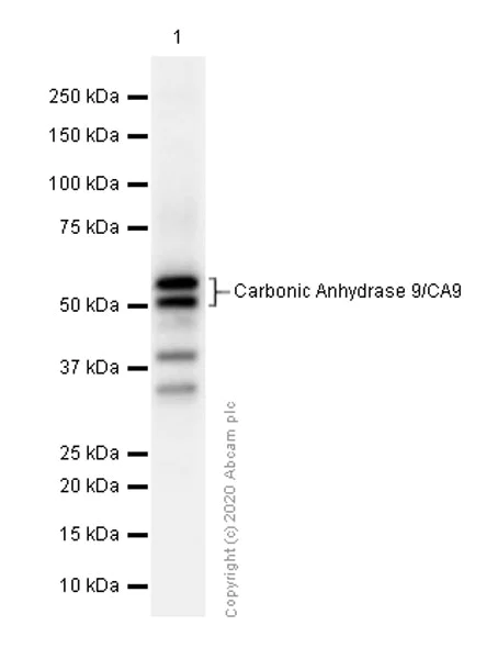 Western blot - Anti-Carbonic Anhydrase 9/CA9 antibody [EPR4151(2)] (AB108351)
