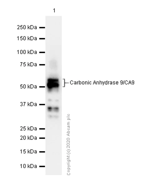 Western blot - Anti-Carbonic Anhydrase 9/CA9 antibody [EPR4151(2)] - BSA and Azide free (AB180539)