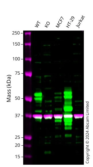 Western blot - Anti-Carbonic Anhydrase 9/CA9 antibody [EPR4151(2)] - BSA and Azide free (AB180539)