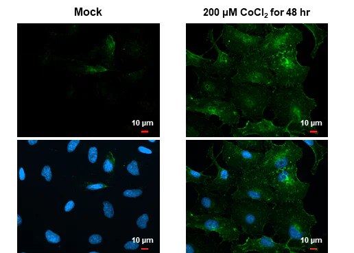 Immunocytochemistry/ Immunofluorescence - Anti-Carbonic Anhydrase 9/CA9 antibody [HL1410] - BSA and Azide free (AB313848)