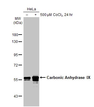 Western blot - Anti-Carbonic Anhydrase 9/CA9 antibody [HL1410] - BSA and Azide free (AB313848), expandable thumbnail