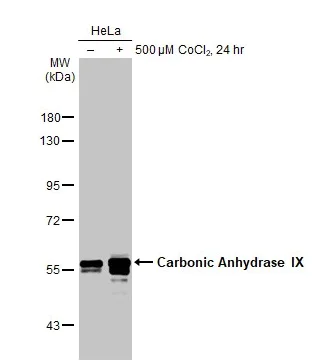 Western blot - Anti-Carbonic Anhydrase 9/CA9 antibody [HL1410] - BSA and Azide free (AB313848)
