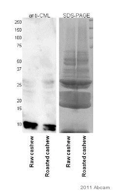 Western blot - Anti-Carboxymethyl Lysine antibody (AB27684)