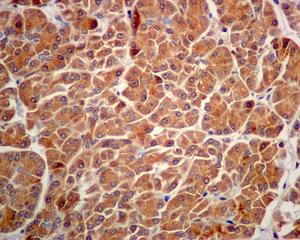 Immunohistochemistry (Formalin/PFA-fixed paraffin-embedded sections) - Anti-Carboxypeptidase A antibody [EPR12086] (AB173283), expandable thumbnail