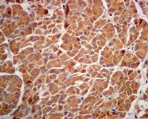 Immunohistochemistry (Formalin/PFA-fixed paraffin-embedded sections) - Anti-Carboxypeptidase A antibody [EPR12086] - BSA and Azide free (AB249747)