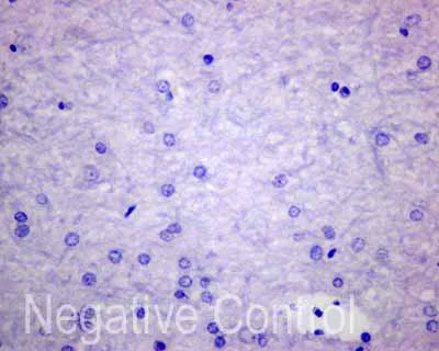 Immunohistochemistry (Formalin/PFA-fixed paraffin-embedded sections) - Anti-Carboxypeptidase A antibody [EPR12086] - BSA and Azide free (AB249747)