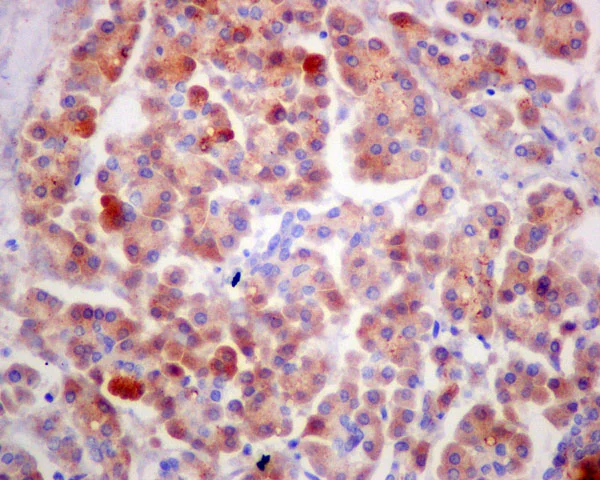 Immunohistochemistry (Formalin/PFA-fixed paraffin-embedded sections) - Anti-Carboxypeptidase A antibody [EPR12086] - BSA and Azide free (AB249747)