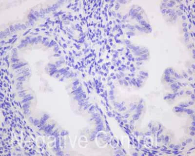 Immunohistochemistry (Formalin/PFA-fixed paraffin-embedded sections) - Anti-Carboxypeptidase A antibody [EPR12086] - BSA and Azide free (AB249747)
