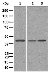 Western blot - Anti-Carboxypeptidase A antibody [EPR12086] - BSA and Azide free (AB249747)