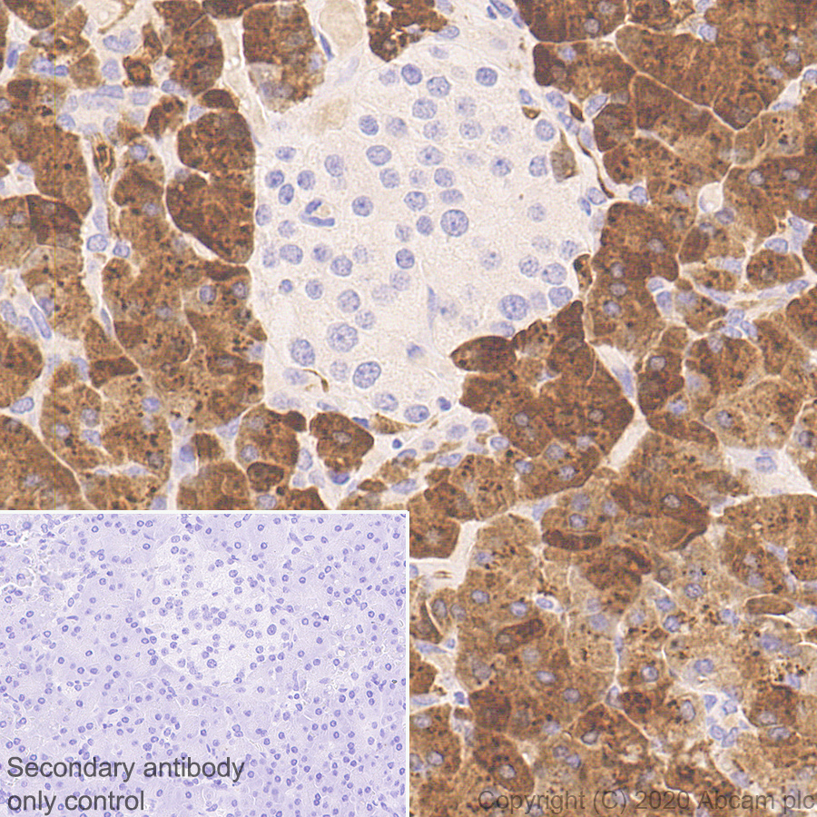 Immunohistochemistry (Formalin/PFA-fixed paraffin-embedded sections) - Anti-Carboxypeptidase A antibody [EPR24384-69] - BSA and Azide free (AB278047), expandable thumbnail