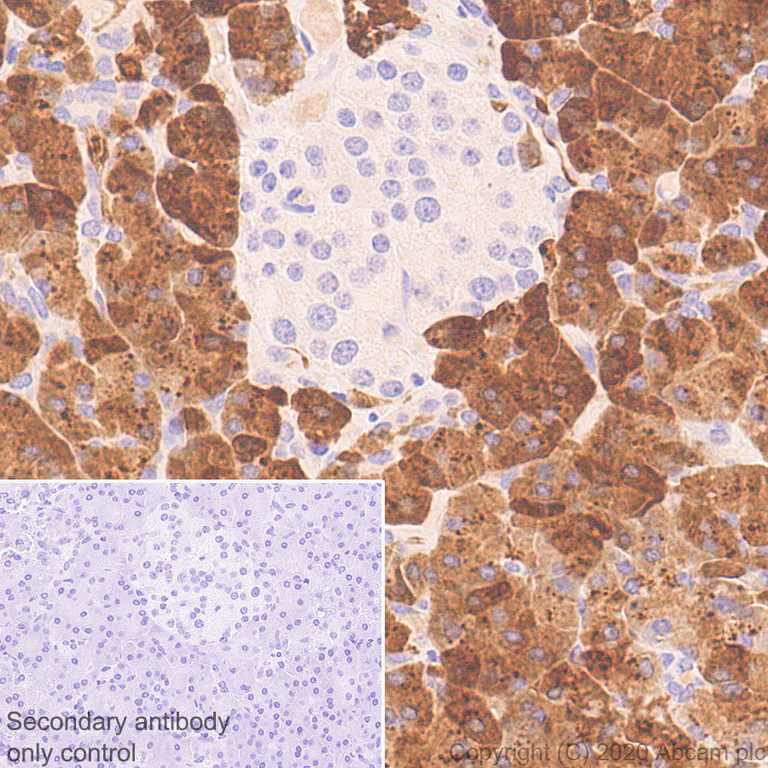 Immunohistochemistry (Formalin/PFA-fixed paraffin-embedded sections) - Anti-Carboxypeptidase A antibody [EPR24384-69] - BSA and Azide free (AB278047)