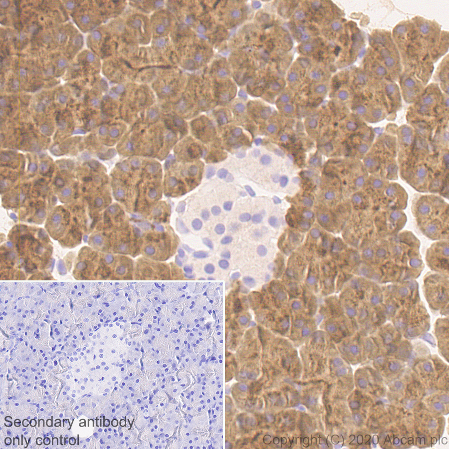 Immunohistochemistry (Formalin/PFA-fixed paraffin-embedded sections) - Anti-Carboxypeptidase A antibody [EPR24384-69] - BSA and Azide free (ab278047), expandable thumbnail