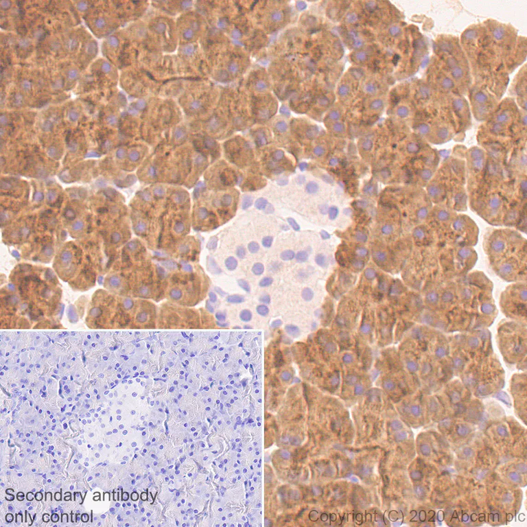 Immunohistochemistry (Formalin/PFA-fixed paraffin-embedded sections) - Anti-Carboxypeptidase A antibody [EPR24384-69] - BSA and Azide free (AB278047)