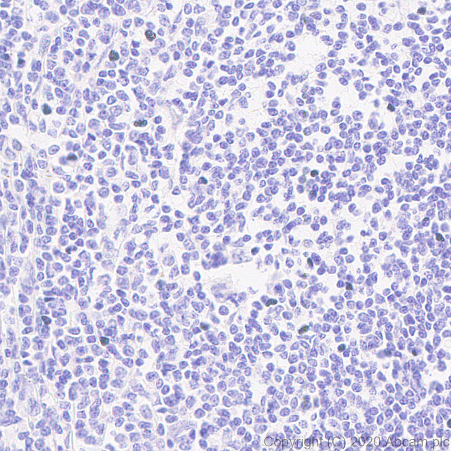 Immunohistochemistry (Formalin/PFA-fixed paraffin-embedded sections) - Anti-Carboxypeptidase A antibody [EPR24384-69] - BSA and Azide free (ab278047), expandable thumbnail