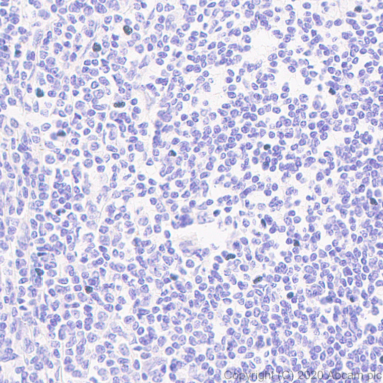 Immunohistochemistry (Formalin/PFA-fixed paraffin-embedded sections) - Anti-Carboxypeptidase A antibody [EPR24384-69] - BSA and Azide free (AB278047)