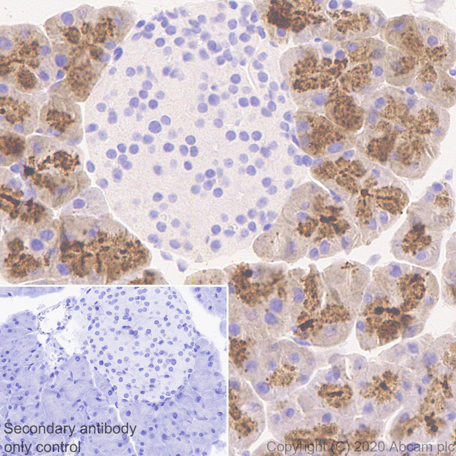 Immunohistochemistry (Formalin/PFA-fixed paraffin-embedded sections) - Anti-Carboxypeptidase A antibody [EPR24384-69] - BSA and Azide free (AB278047), expandable thumbnail