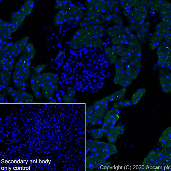 Immunohistochemistry (Frozen sections) - Anti-Carboxypeptidase A antibody [EPR24384-69] - BSA and Azide free (AB278047)
