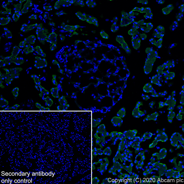 Immunohistochemistry (Frozen sections) - Anti-Carboxypeptidase A antibody [EPR24384-69] - BSA and Azide free (AB278047), expandable thumbnail