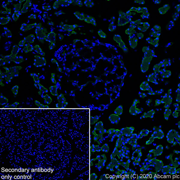 Immunohistochemistry (Frozen sections) - Anti-Carboxypeptidase A antibody [EPR24384-69] - BSA and Azide free (AB278047)