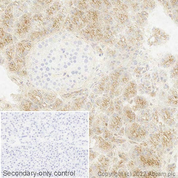 Immunohistochemistry (Frozen sections) - Anti-Carboxypeptidase A antibody [EPR24384-69] - BSA and Azide free (ab278047), expandable thumbnail