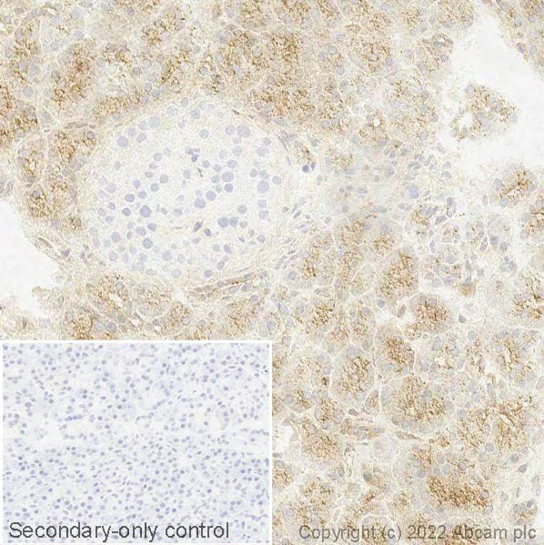 Immunohistochemistry (Frozen sections) - Anti-Carboxypeptidase A antibody [EPR24384-69] - BSA and Azide free (AB278047)