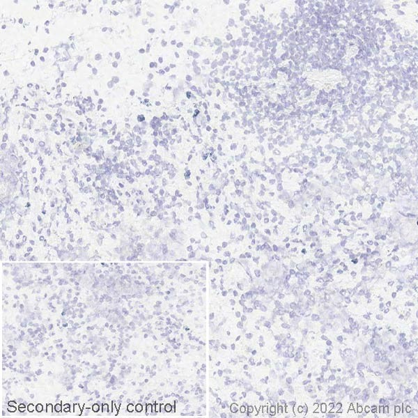 Immunohistochemistry (Frozen sections) - Anti-Carboxypeptidase A antibody [EPR24384-69] - BSA and Azide free (ab278047), expandable thumbnail