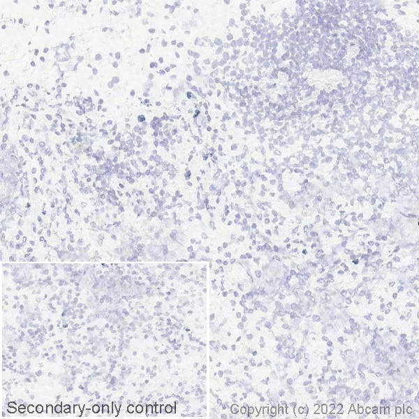 Immunohistochemistry (Frozen sections) - Anti-Carboxypeptidase A antibody [EPR24384-69] - BSA and Azide free (AB278047)