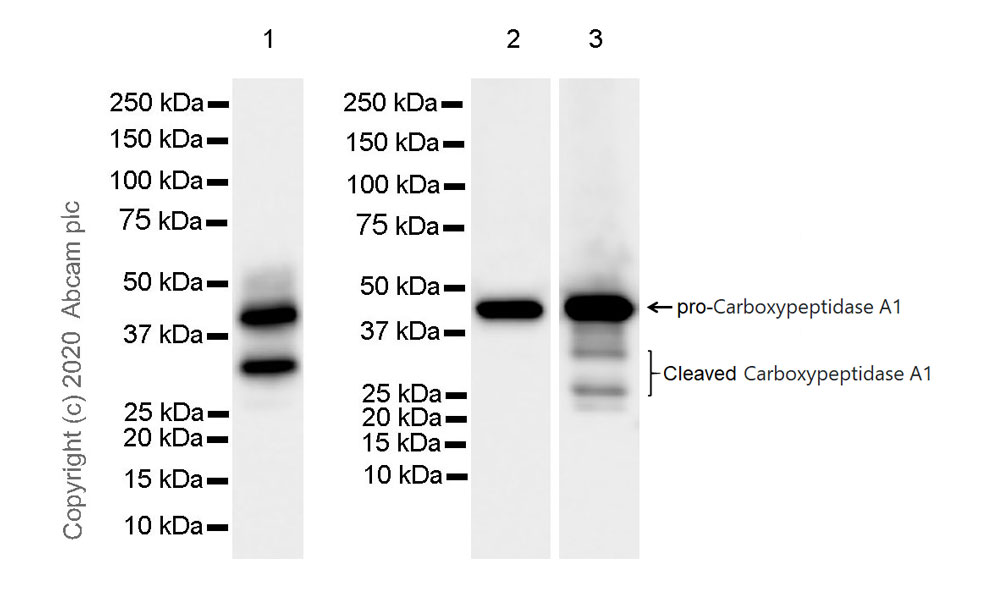 Western blot - Anti-Carboxypeptidase A antibody [EPR24384-69] - BSA and Azide free (AB278047), expandable thumbnail