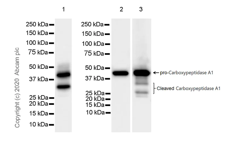 Western blot - Anti-Carboxypeptidase A antibody [EPR24384-69] - BSA and Azide free (AB278047)