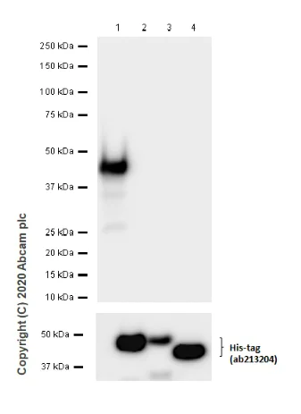 Western blot - Anti-Carboxypeptidase A antibody [EPR24384-69] - BSA and Azide free (AB278047)