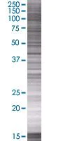 SDS-PAGE - Carboxypeptidase A overexpression 293T lysate (whole cell) (AB94084)