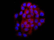 Immunocytochemistry/ Immunofluorescence - Anti-Carboxypeptidase A1+A2+B antibody [EPR12087(B)] - BSA and Azide free (AB250379), expandable thumbnail