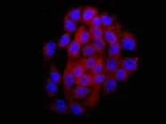 Immunocytochemistry/ Immunofluorescence - Anti-Carboxypeptidase A1+A2+B antibody [EPR12087(B)] - BSA and Azide free (AB250379)
