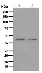 Western blot - Anti-Carboxypeptidase A1+A2+B antibody [EPR12087(B)] - BSA and Azide free (AB250379), expandable thumbnail