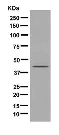 Western blot - Anti-Carboxypeptidase A1+A2+B antibody [EPR12087(B)] - BSA and Azide free (AB250379)