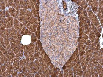 Immunohistochemistry (Formalin/PFA-fixed paraffin-embedded sections) - Anti-Carboxypeptidase B/CPB antibody (AB153716), expandable thumbnail