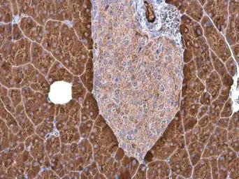 Immunohistochemistry (Formalin/PFA-fixed paraffin-embedded sections) - Anti-Carboxypeptidase B/CPB antibody (AB153716)